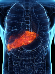 x-ray of human torso with internal injury spot